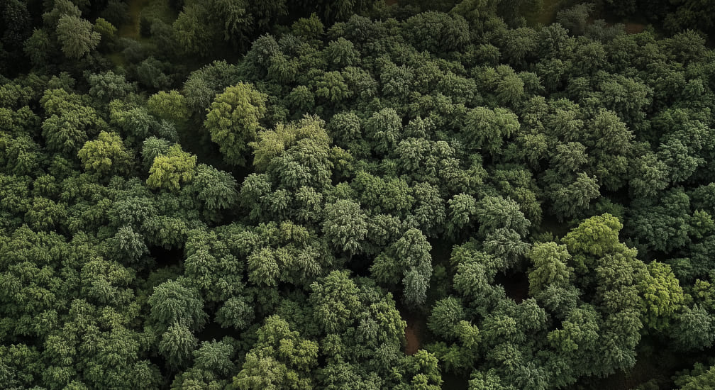 Фото примера